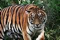 Sauver les derniers tigres du Bengale