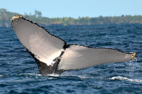 Madagascar :Cétamada île Sainte Marie « Festival des baleines »