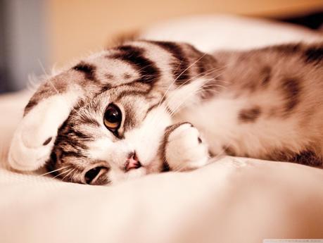 Travailler Pour La Ville( et suggérer ombre de travail)