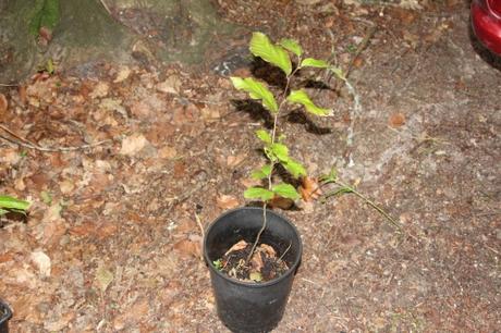 parrotia persica 10 juin 2012 002.jpg