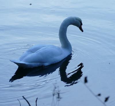 Mein lieber Schwann, un cygne sur l'Isar, O Elsa...