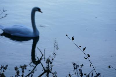 Mein lieber Schwann, un cygne sur l'Isar, O Elsa...