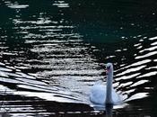 Mein lieber Schwann, cygne l'Isar, Elsa...