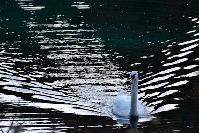 Mein lieber Schwann, un cygne sur l'Isar, O Elsa...