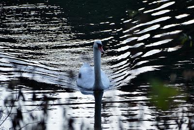 Mein lieber Schwann, un cygne sur l'Isar, O Elsa...