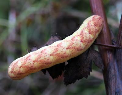 Chenille (Noctuinae sp.)