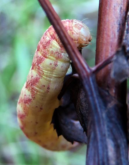 Chenille (Noctuinae sp.)
