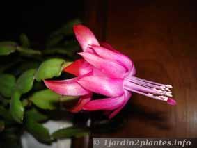 Un cactée pour les fleurs: le zygocactus ou cactus de Noël