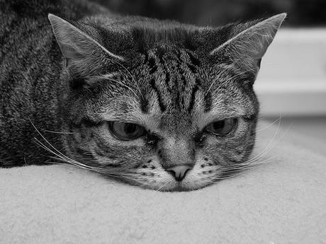 Cauchemar d'Halloween