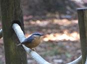 oiseaux dans ville octobre 2016