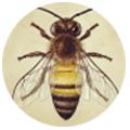 bee-profil