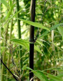 Mautam, la mortelle floraison des bambous