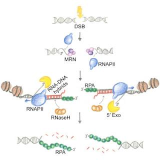 #cell #Schizosaccharomycespombe #ARN #ADN #hybrides #réparation Les hybrides transitoires ARN-ADN sont requis pour la réparation efficace des ruptures des doubles brins d’ADN
