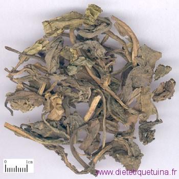 Racine et feuilles de l’isatis (Ban Lan Gen et Da Qing Ye)
