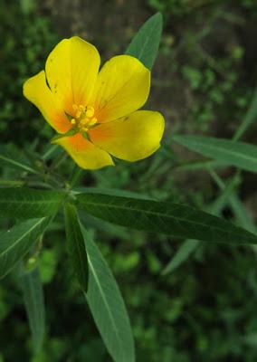 Ludwigie à grandes fleurs (Ludwigia grandiflora)