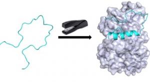 CANCER: Agrafer la protéine pour traiter sans limite de durée – ACS Chemical Biology