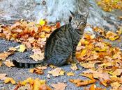 chat feuilles platane