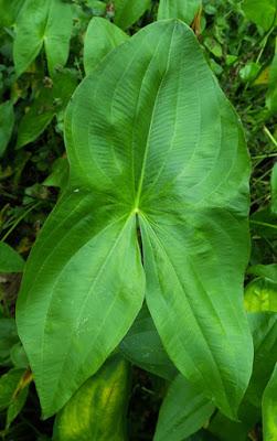Sagittaire à larges feuilles (Sagittaria latifolia)