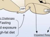 OBÉSITÉ: L'enzyme régule poids situation stress Cell Reports