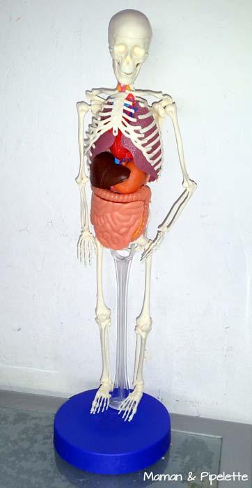 Découvre de façon interactive comment fonctionne ton corps + un cadeau!