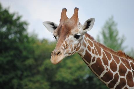 6 - Girafe.