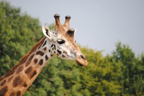 2 - Girafe.