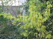 Hibiscus mutabilis fait résistance