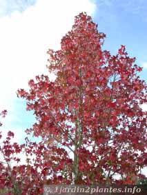 Un arbre décoratif: le liquidambar ou copalme