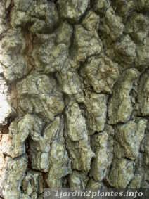Un arbre décoratif: le liquidambar ou copalme