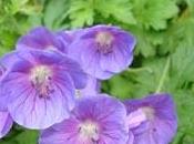 plante fleurie géranium vivace.