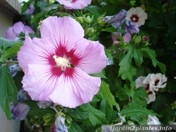 Un arbuste à fleurs: l'hibiscus des jardins ou althéa