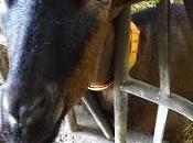 Tout savoir Sainte-Maure Touraine épisode fabrication