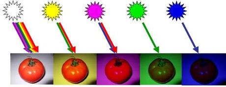 Apparence d’une tomate sous divers éclairages : lumière blanche, jaune (rouge + vert), magenta (rouge + bleu), verte, bleue. © B. Valeur, DR
