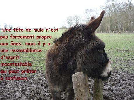 Questions d’auteurs ! Afficher l'image d'origine