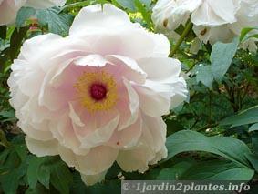 Une plante fleurie: la pivoine arbustive ou non