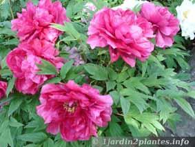 Une plante fleurie: la pivoine arbustive ou non