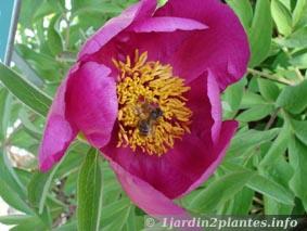 Une plante fleurie: la pivoine arbustive ou non