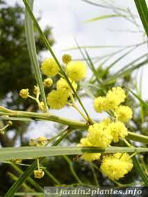 Un arbre à fleurs: le mimosa