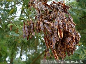 Un arbre à fleurs: le mimosa