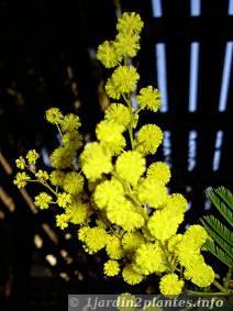Un arbre à fleurs: le mimosa