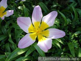 Une vivace bulbeuse: la tulipe