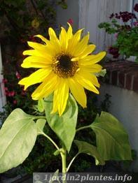 Une fleur annuelle: le tournesol