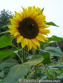 Une fleur annuelle: le tournesol
