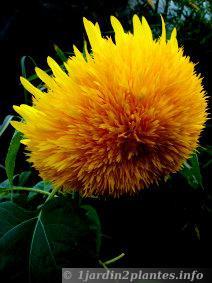 Une fleur annuelle: le tournesol