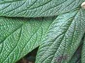 arbuste haie: viorne viburnum