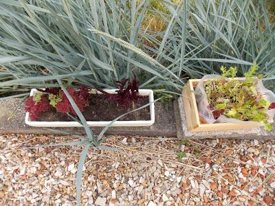 Les plantes à cultiver en pots... et un secret