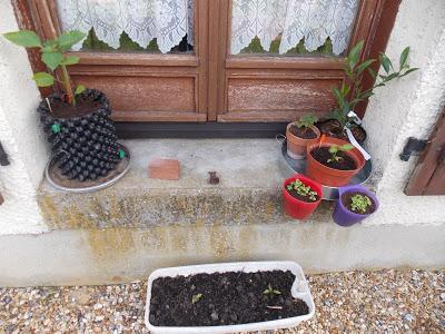 Les plantes à cultiver en pots... et un secret