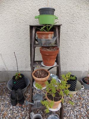 Les plantes à cultiver en pots... et un secret