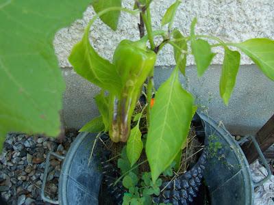 Les plantes à cultiver en pots... et un secret