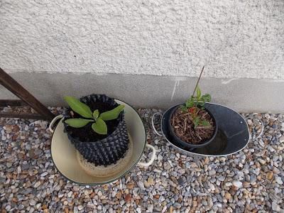 Les plantes à cultiver en pots... et un secret